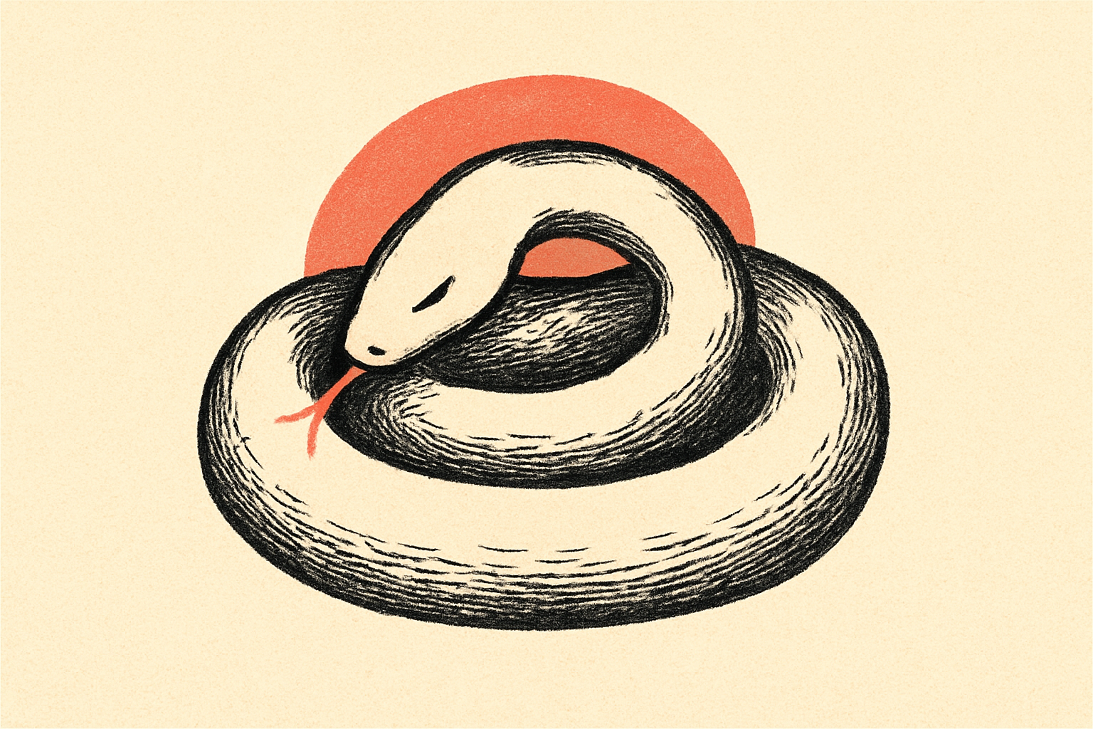 An ink coiled snake with the head tucked into the coil and a small coral tongue flicking.